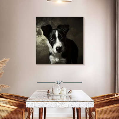 Brampt Border Collie Puppy