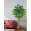 Arbre à figuier tropical Serene Spaces Living