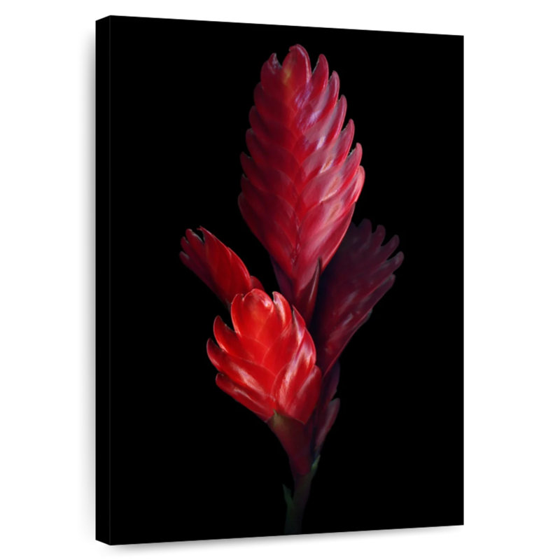 Harnek Bromeliad, 36" H x 24" W