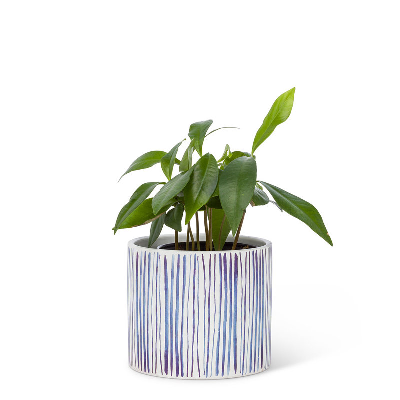 Solares Cachepot, Small