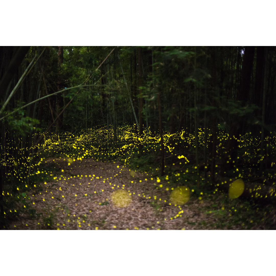 Glühwürmchen fliegen nachts durch den Wald