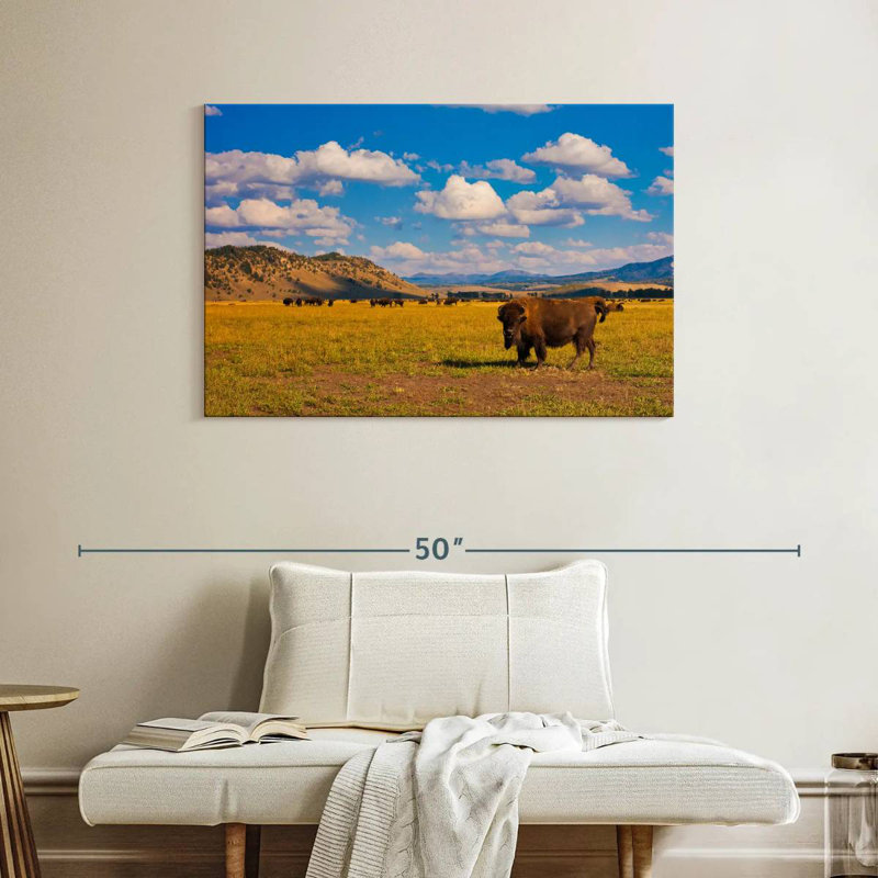 Bison dans le parc national, H 26 po x l 39 po