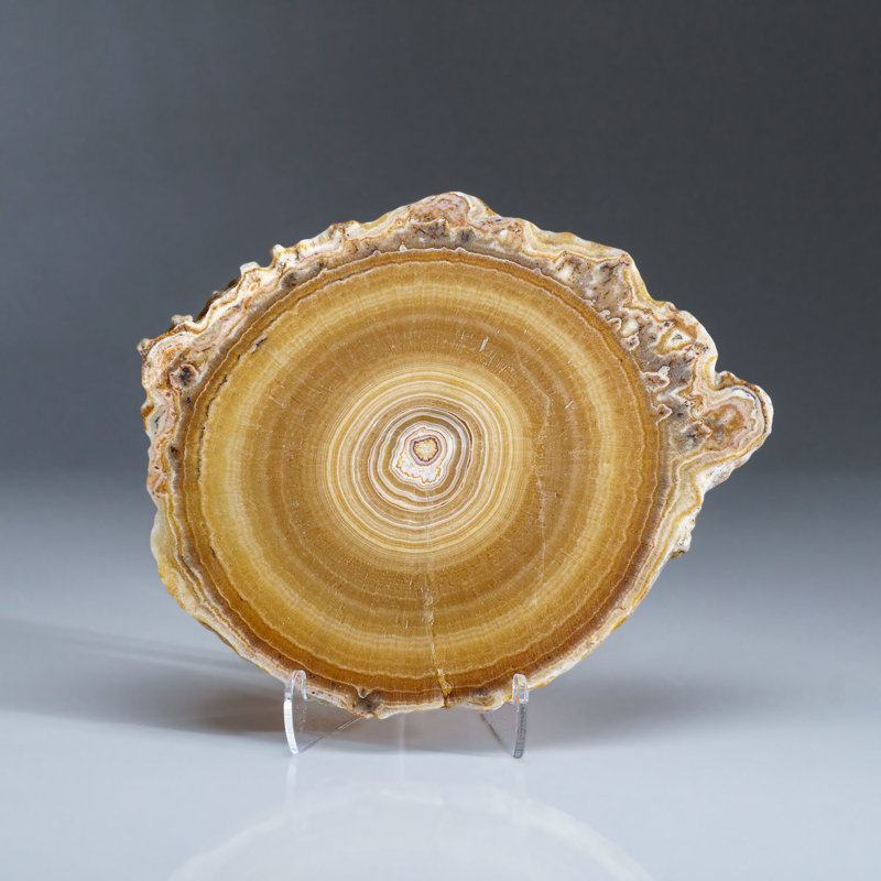 Genuine Aragonite Stalactite Slice from Mexico (0.6 lbs)