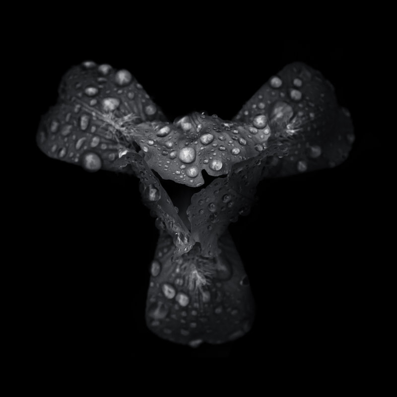 Black And White Petals by Brian Carson - Wrapped Canvas Print, 76cm H x 76cm W