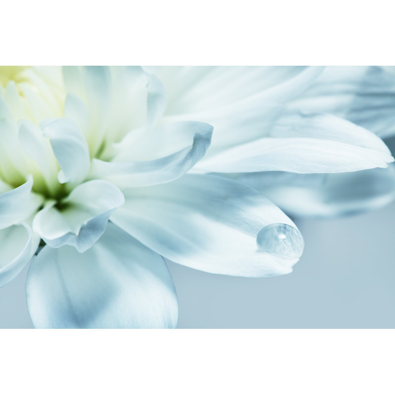 White Chrysanthemum Flower by Aleksle - Wrapped Canvas Print, 81cm H x 122cm W x 3.8cm D