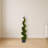 Cypress Spiral Tree-16395562