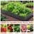 Raised Garden Bed
