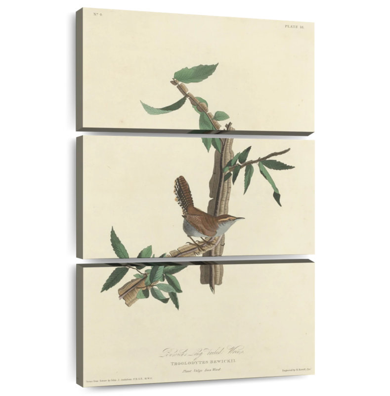 Keiri Bewick's Wren, 38" H x 24" W
