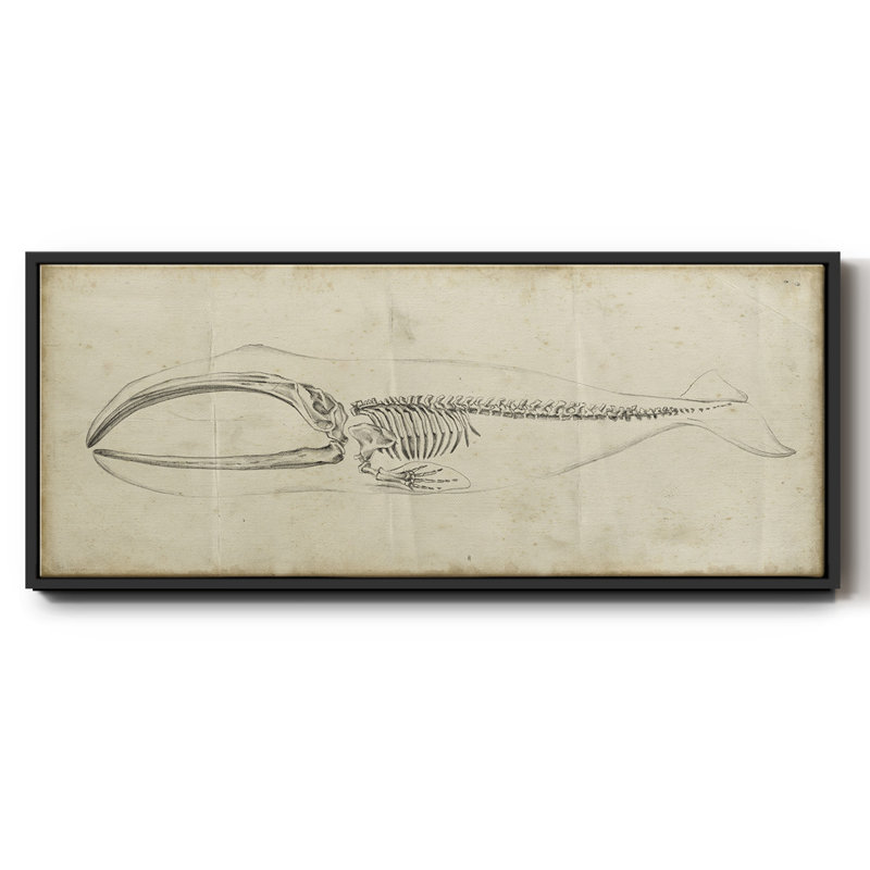 Whale Study I - Toile encadrée, H 20 po x l 50 po