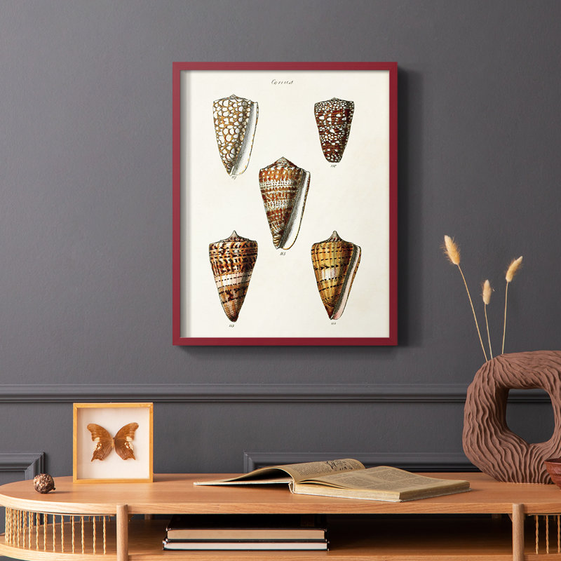 Impression encadrée «Cone Shell Collection II» - bois massif, Cadre simple rouge, H 10 po x l 8 po