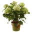 Hydrangeas in Pot-676891220