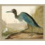 Audubons Blue Heron 2 Print