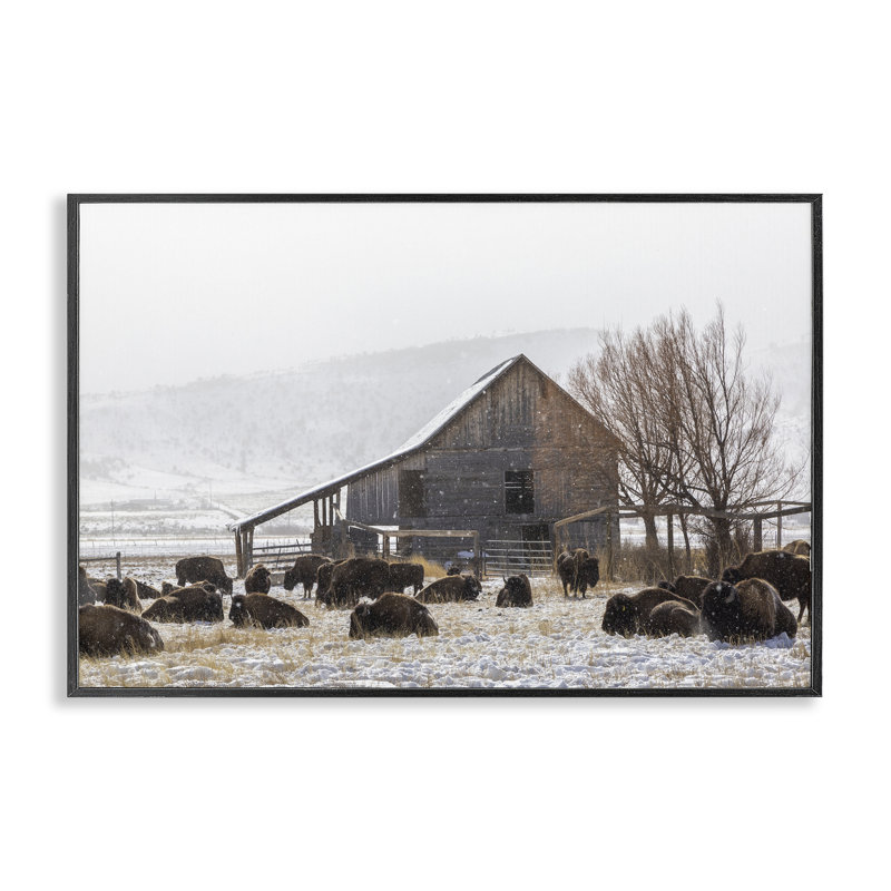 Giclée encadrée de Colorado Buffalo Snowy Farm, conception de Jeff Poe, H 12 po x l 18 po, Giclée encadrée noir minuit