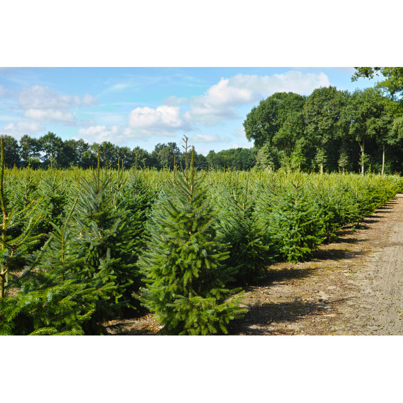 " Christmas Trees " by Barmalini, 12" W x 8" H