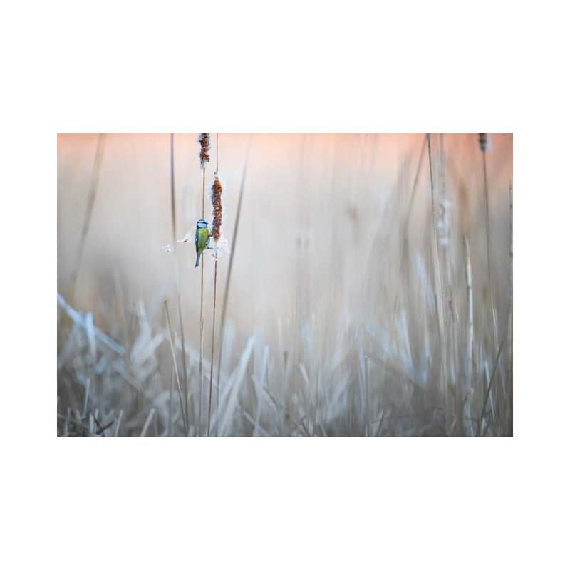 Blue Tit I by Mateusz Piesiak - Wrapped Canvas Print