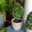 5.5 " H Faux Boxwood Topiary in Plastic Pot