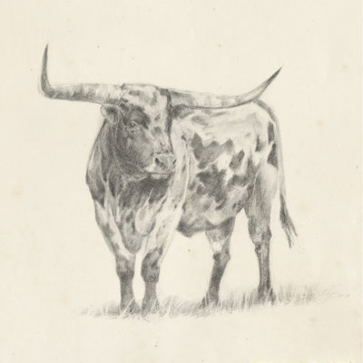 Esquisse de longhorn II