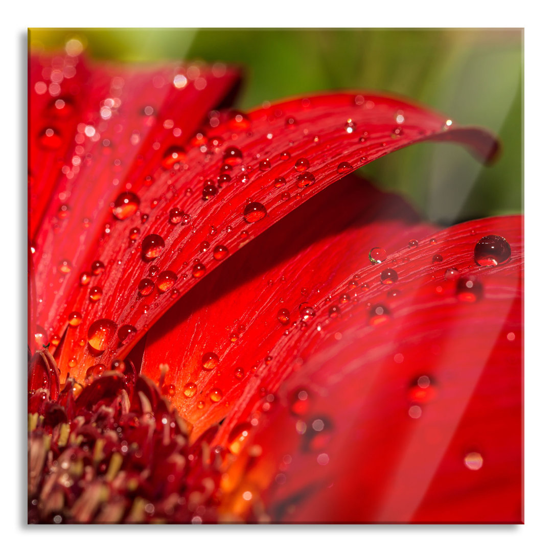 Glasbild Tautropfen auf roter Blume