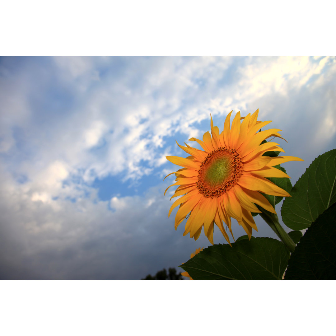 Sonnenblume von Polarica - Kunstdrucke auf Leinwand ohne Rahmen