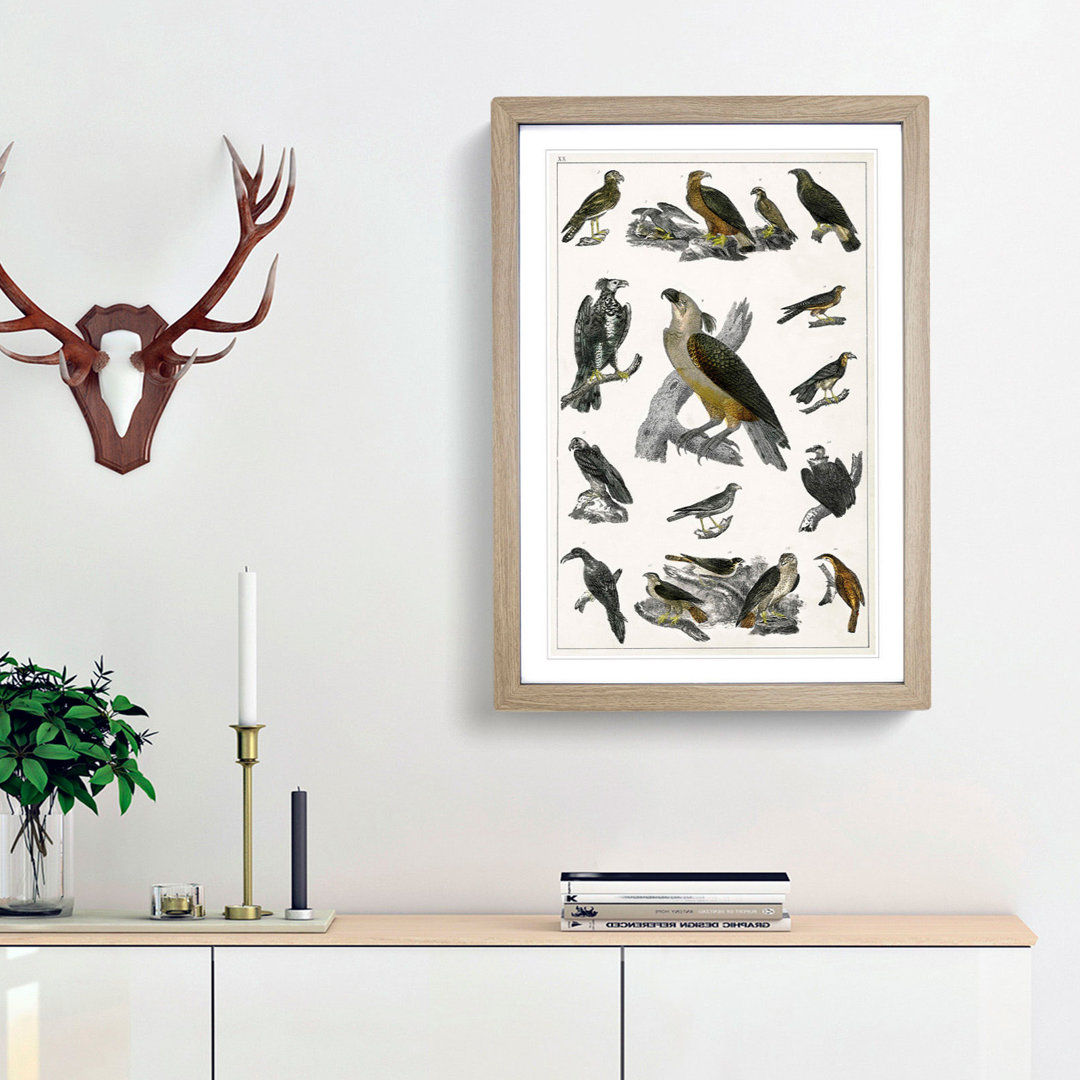 Birds of Prey XX by Oliver Goldsmith - Picture Frame Painting Print