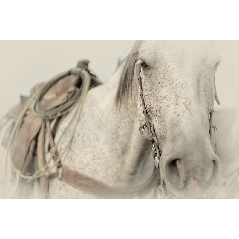 Cow Pony by PHBurchett - Wrapped Canvas Photographic Print, 81cm H x 122cm W, Black Floater Framed