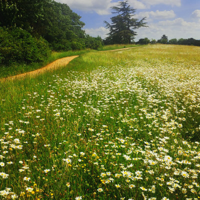 Field by Kodachrome25