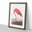 Pink Flamingo by John Audubon - Picture Frame Painting Print on MDF-55584065-55584062