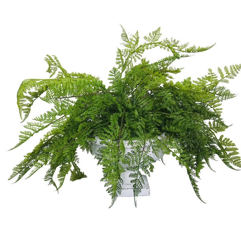 Fern Arrangement