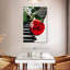 Hardie, rose rouge sur piano-108230746