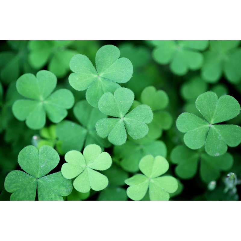 Three Leaf Clovers - Wrapped Canvas Print, 30cm H x 46cm W
