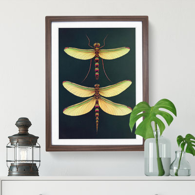 Desirable Dragonflies - Framed Print