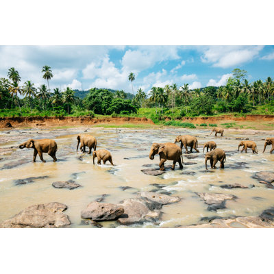 Pinnawala Elephant Orphanage - Wrapped Canvas Print