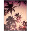 Dreamy Palms 1 Print by Mat Sanders