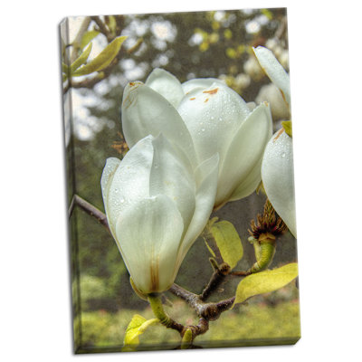 « white tulip tree ii », reproduction de photo sur toile tendue