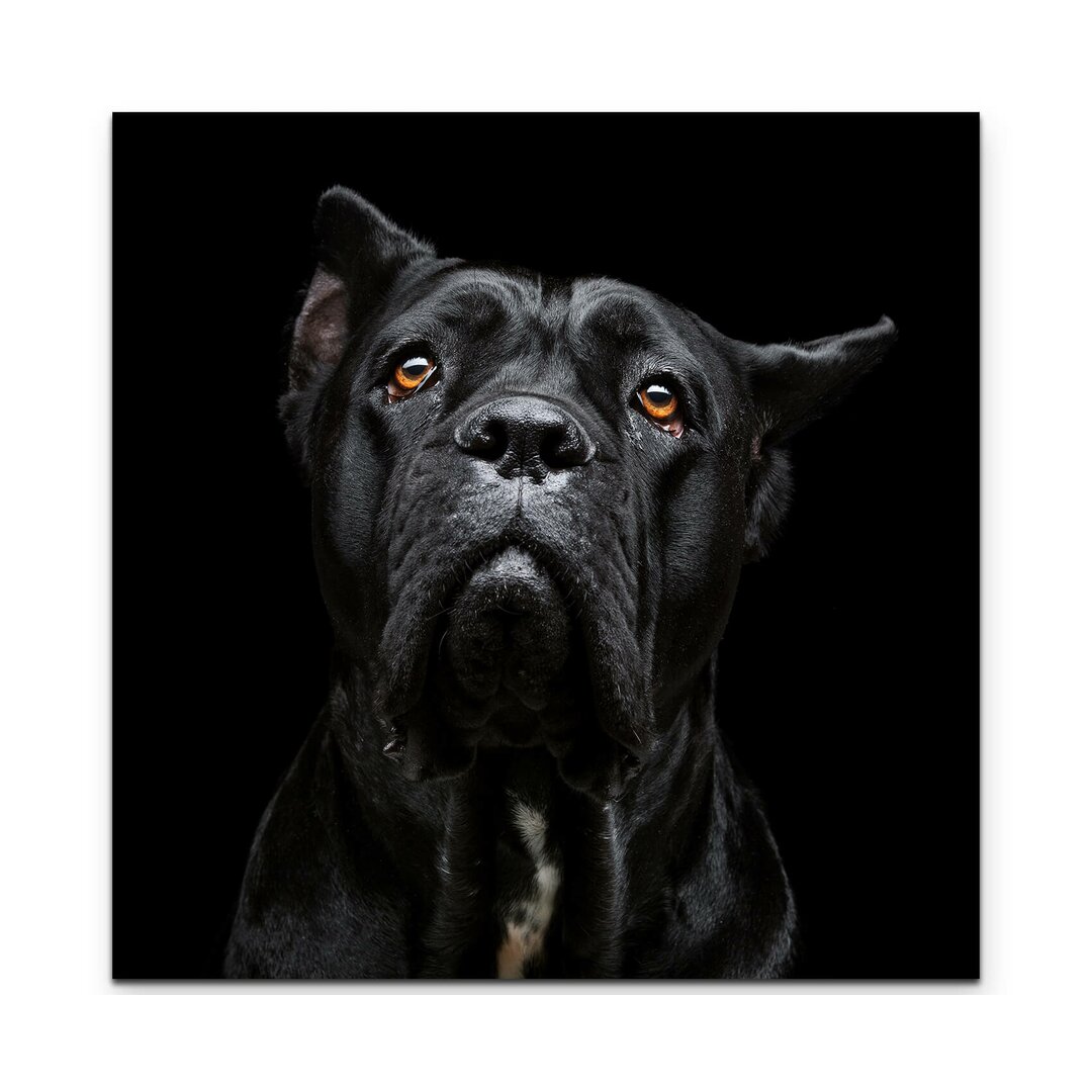 Leinwandbild Cane Corso Portrait