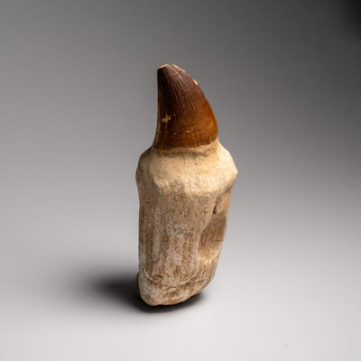 Véritable dent de mosasaur avec fossile racinaire