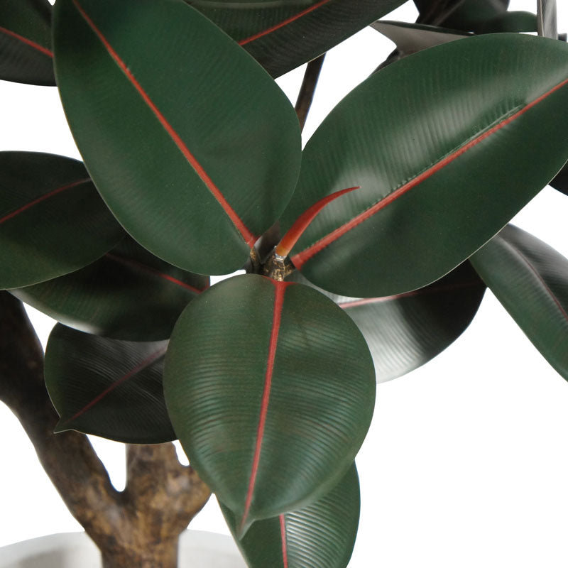 TREE RUBBER POT 5FT