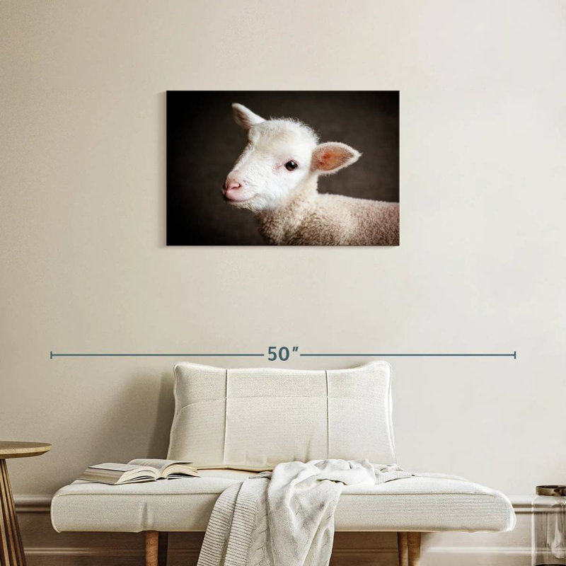 Brampt Baby Sheep