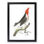 Crested Cardinal Bird by George Shaw - Framed Print-55621356-55621354