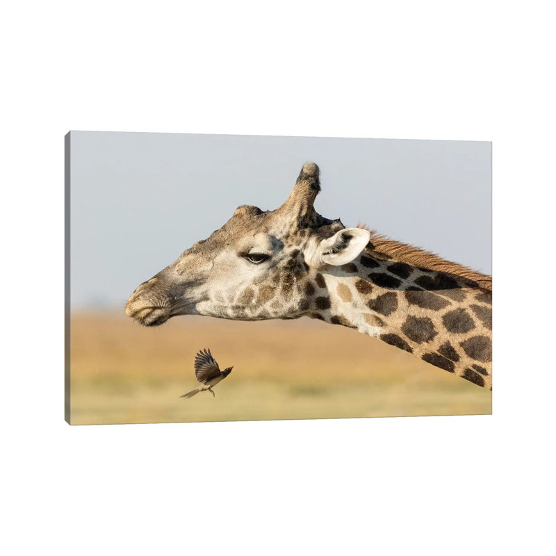 Africa, Botswana, Chobe National Park. Close-Up of Giraffe Neck with Oxpecker Bird 1 Piece Wrapped Canvas Wall Art