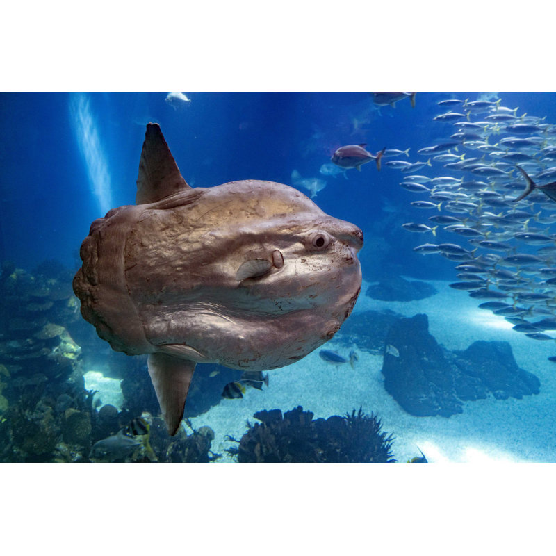 " Sunfish Underwater " by Izanbar, 8" H x 12" W  