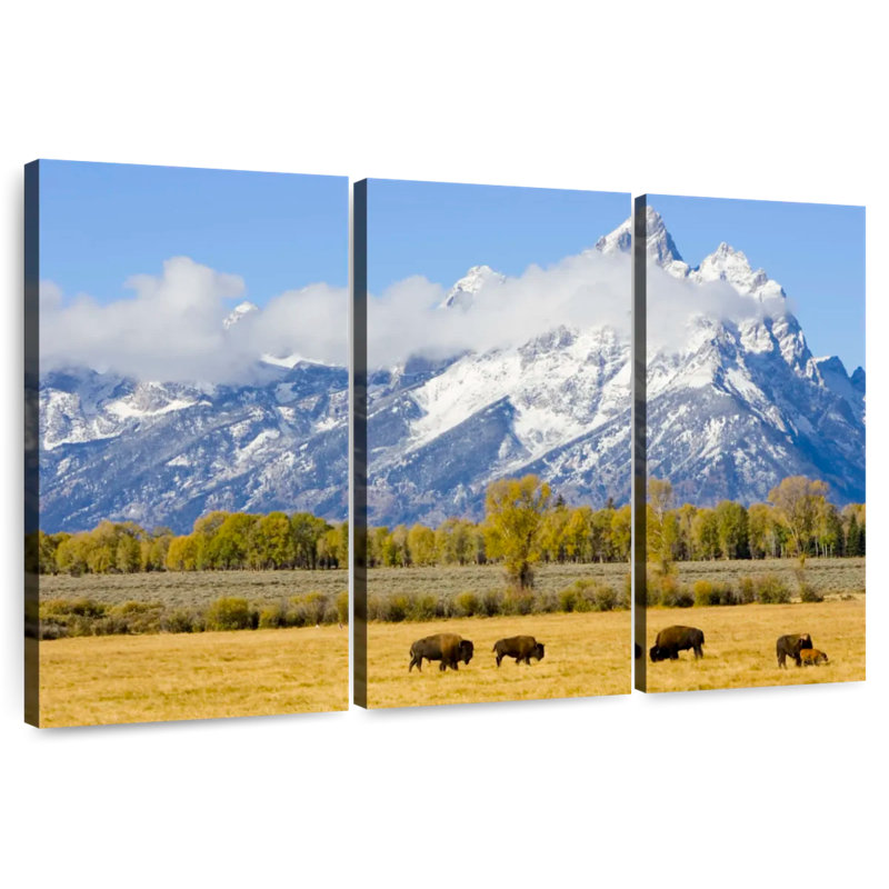 Bison d'Alvord dans les plaines de Teton, H 20 po x l 33 po