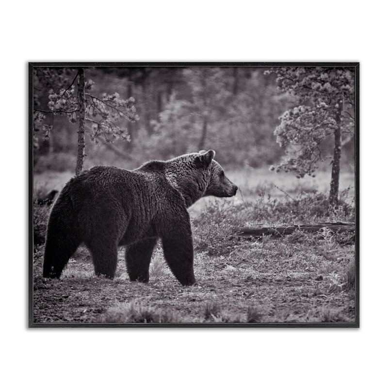 Ours marchant dans la forêt, estampe numérique par Jasper Huish, Giclée encadrée noir minuit, H 11 po x l 14 po