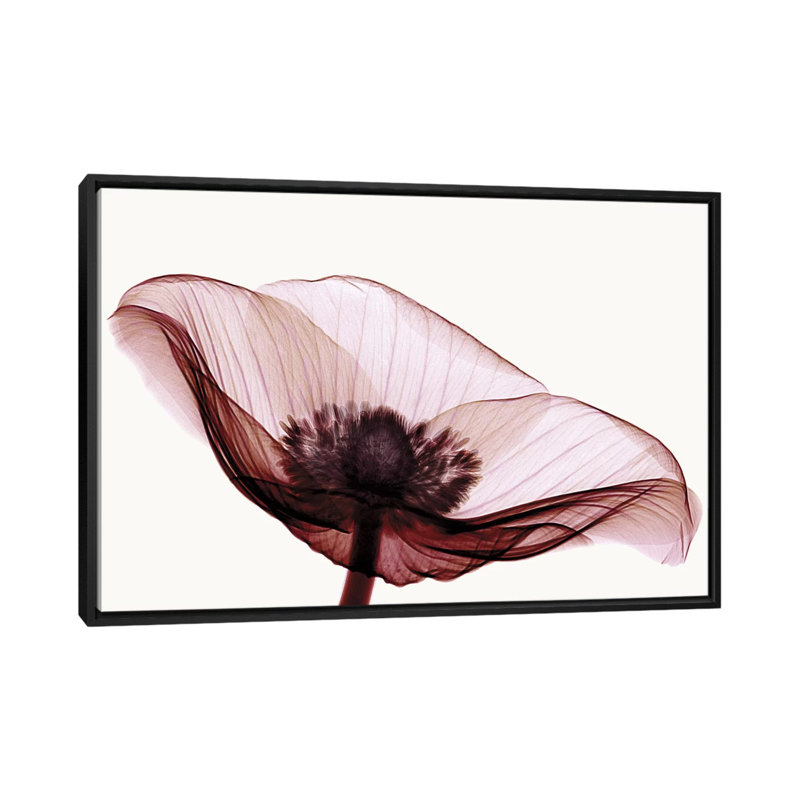 Anemone I by Robert Coop - Gallery-Wrapped Canvas Giclée, 18" H x 26" W x 1.5" D, Black Framed Canvas, No Mat