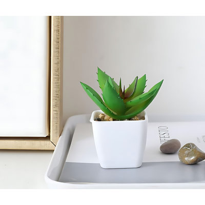 3.34'' Succulent Plant