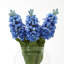 Hyacinth Stem-111171201