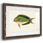 Collection de poissons tropicaux I-787608195-787608198