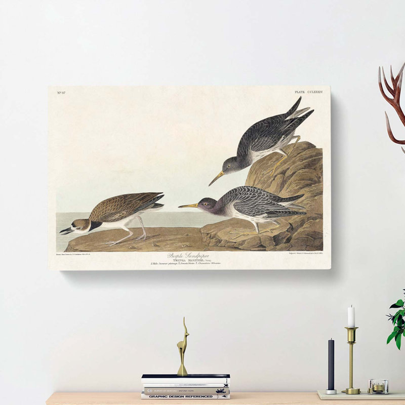 Purple Sandpiper Birds by John Audubon - Wrapped Canvas, 35cm H x 50cm W x 3cm D