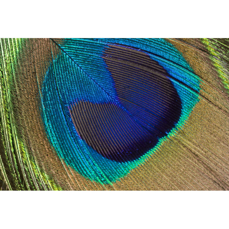 Peacock feather, 61cm H x 91cm W