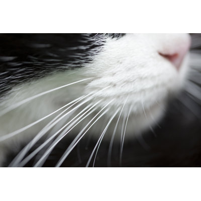 Cat Whiskers, Macro Side View. by Percds